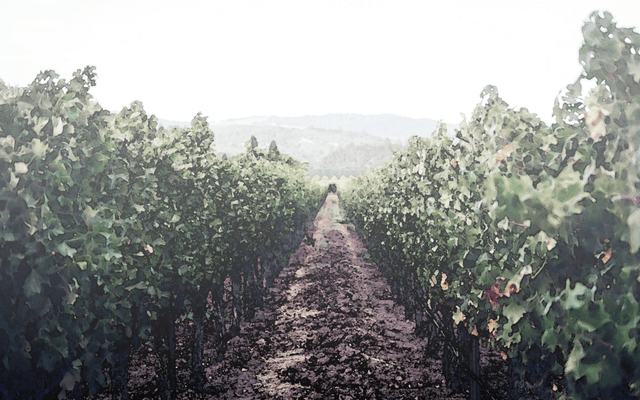 Napa Valley Vineyard